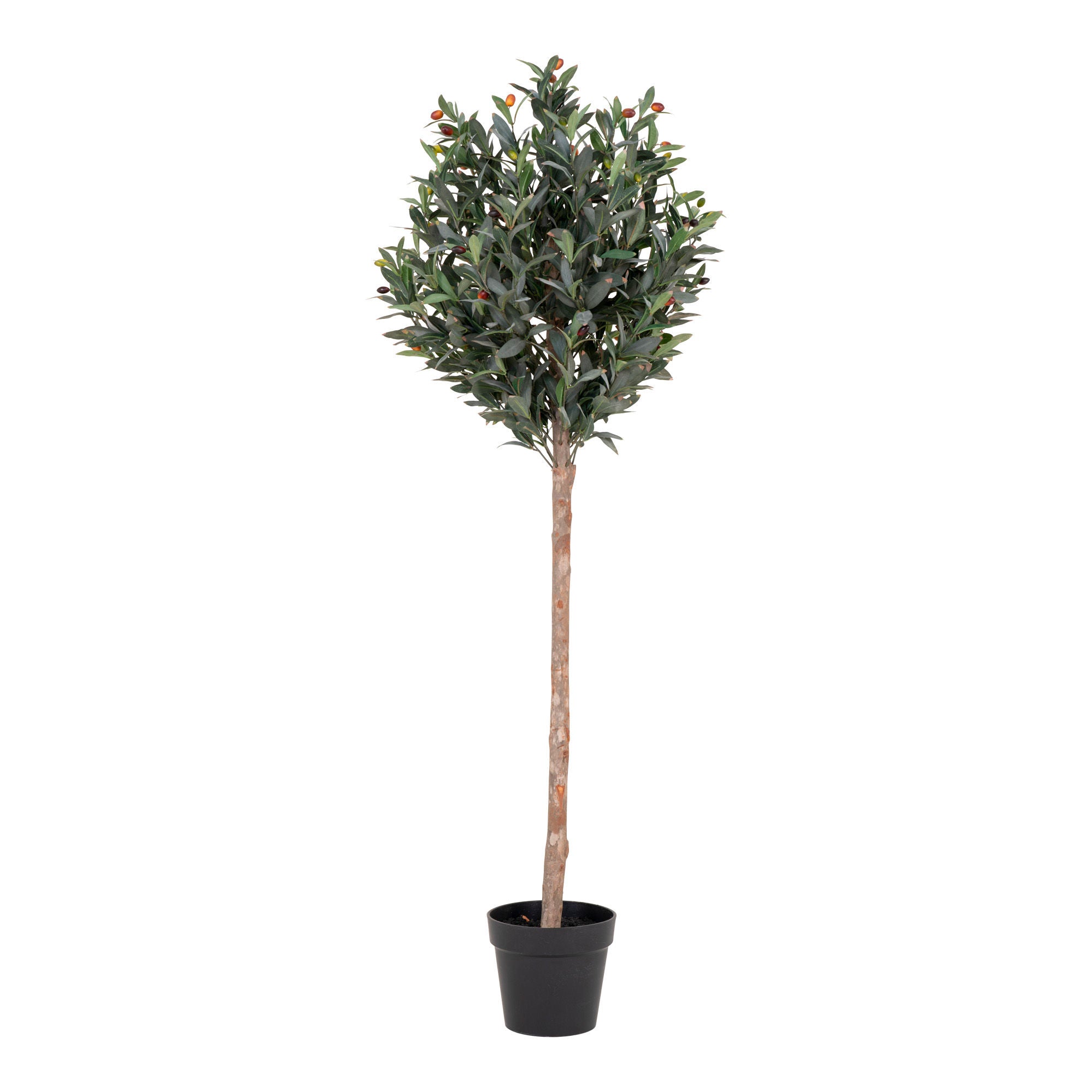 Oliventræ . 150 cm